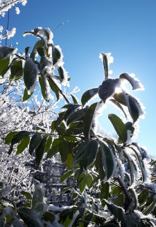 Raureif im Sonnenschein